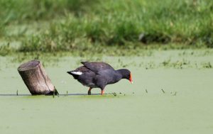 Lessons from Australia’s algae bloom crisis